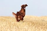 SETTER IRLANDAIS 057